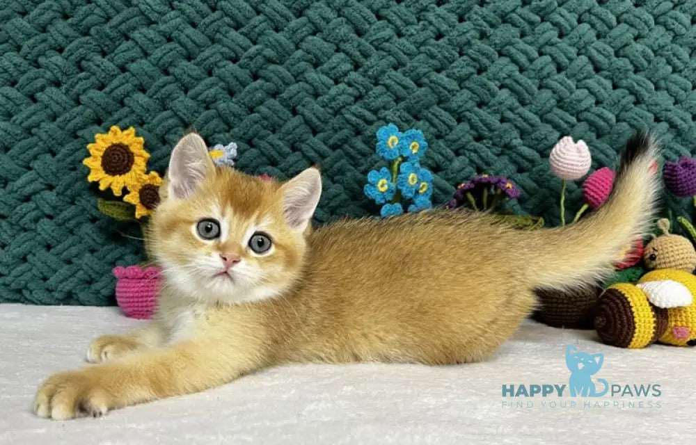 Ximen Scottish Fold male black golden chinchilla live animals