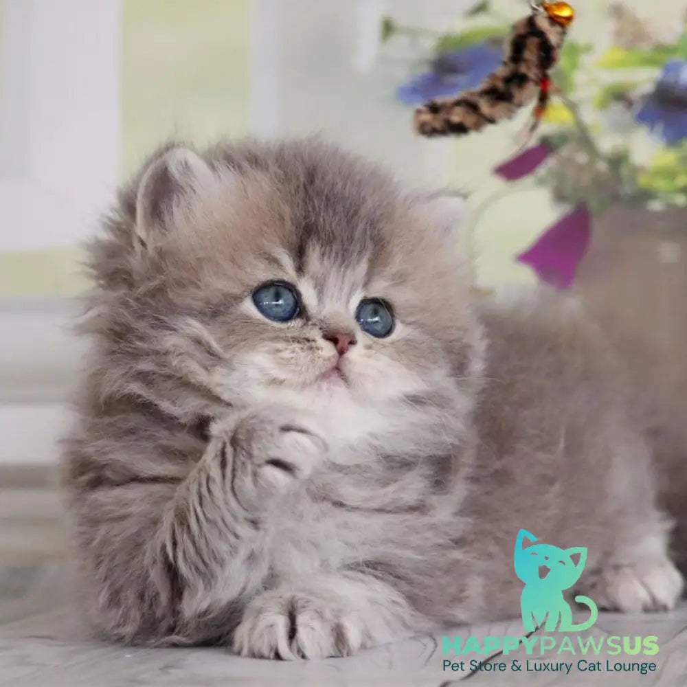 Ximena British Longhair female blue golden shaded - live animals