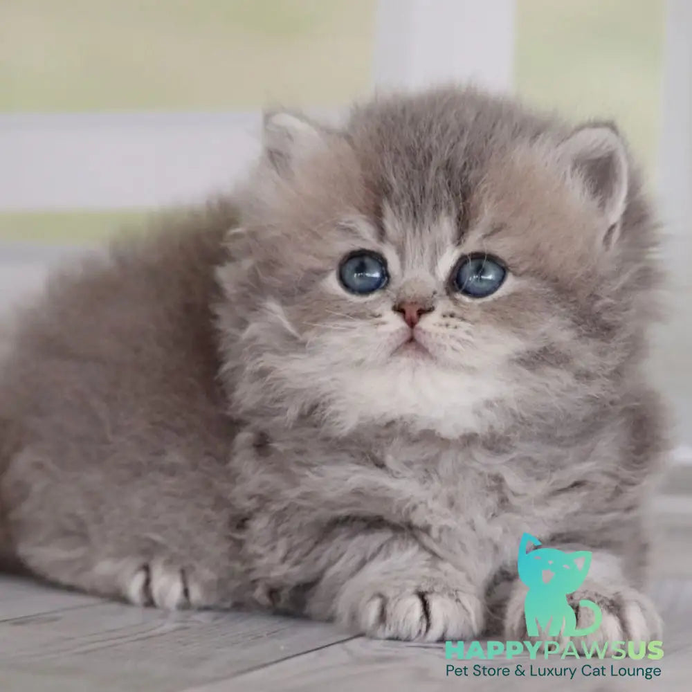 Ximena British Longhair female blue golden shaded - live animals