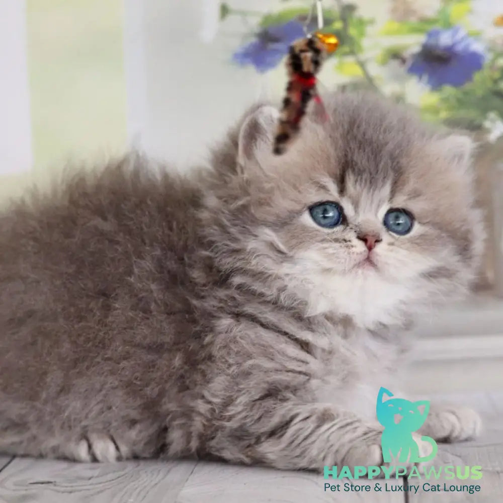 Ximena British Longhair female blue golden shaded - live animals