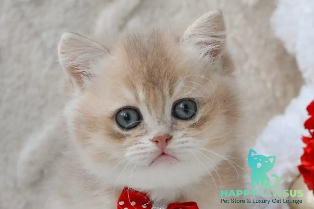 Ximo British Longhair male blue golden shaded live animals