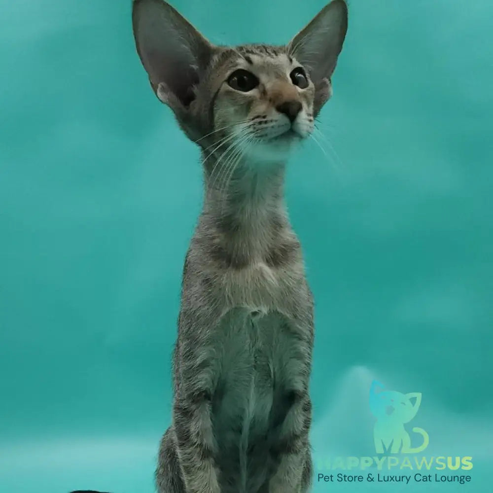 Ximran Oriental Shorthair male black spotted tabby - live animals