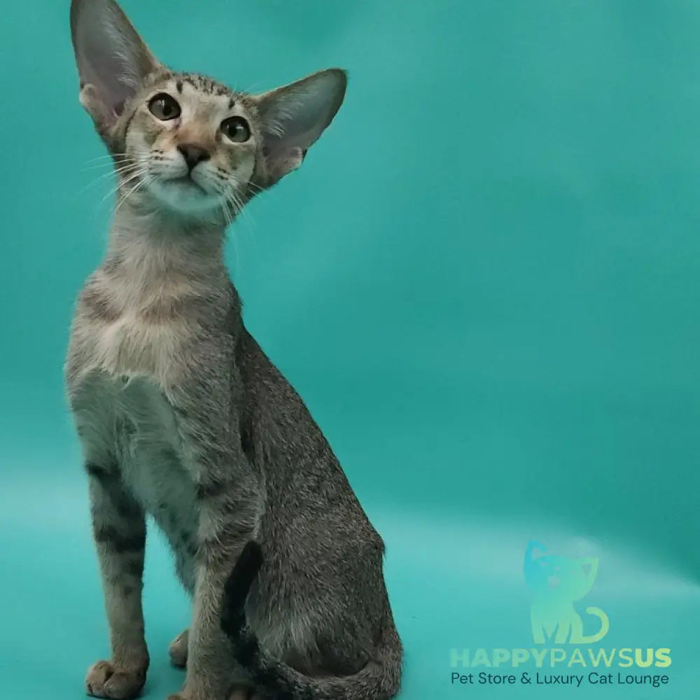 Ximran Oriental Shorthair male black spotted tabby - live animals