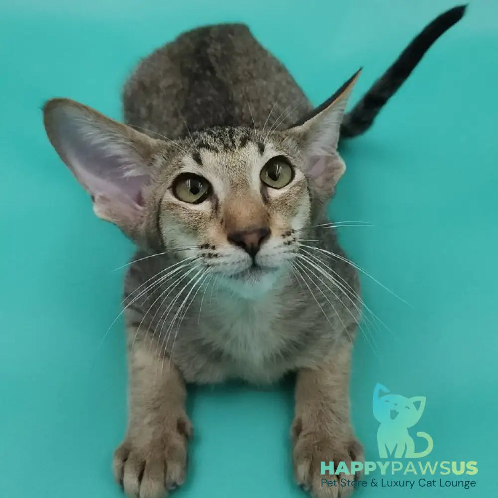 Ximran Oriental Shorthair male black spotted tabby - live animals
