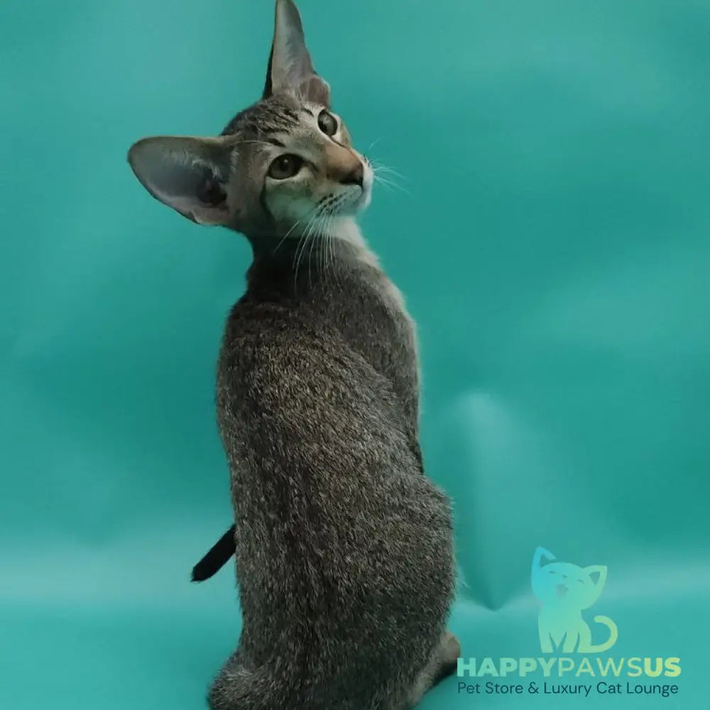 Ximran Oriental Shorthair male black spotted tabby - live animals