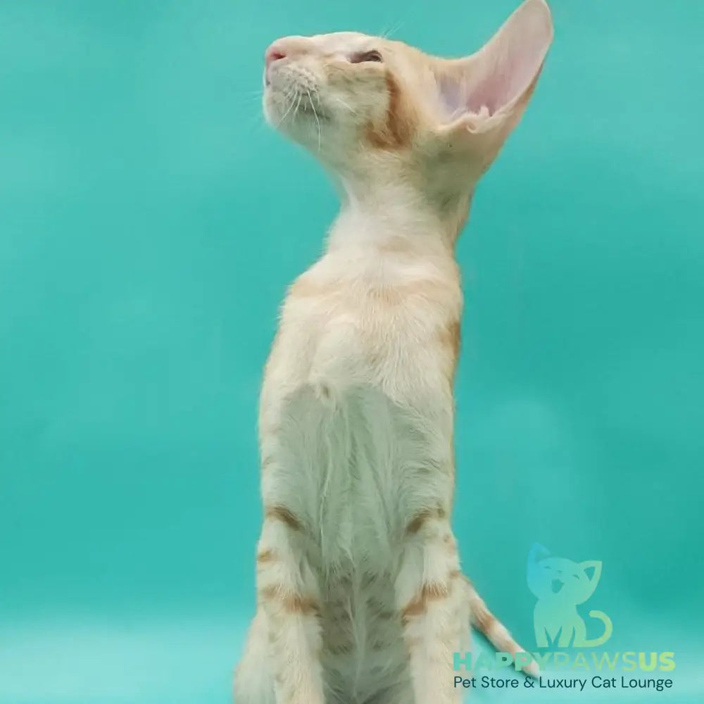 Ximran Oriental Shorthair male red spotted tabby - live animals