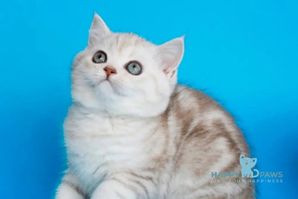 Xiolia British Shorthair female chocolate silver tabby live animals