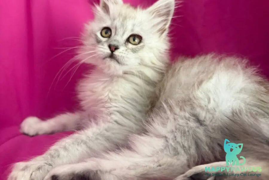 Xiolina Maine Coon female black silver shaded - live animals
