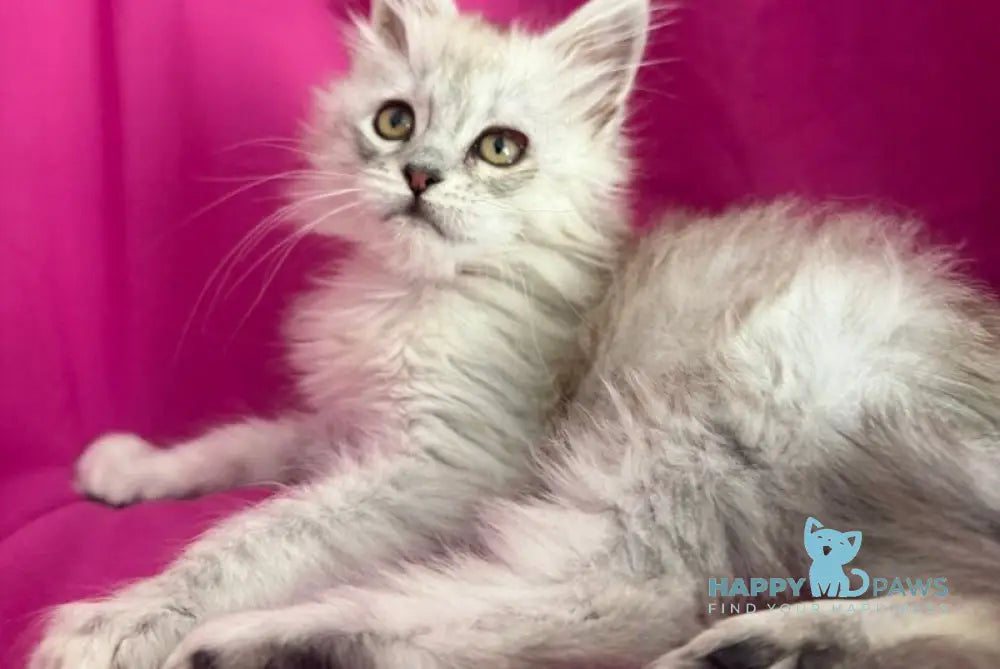 Xiolina Maine Coon female black silver shaded - live animals