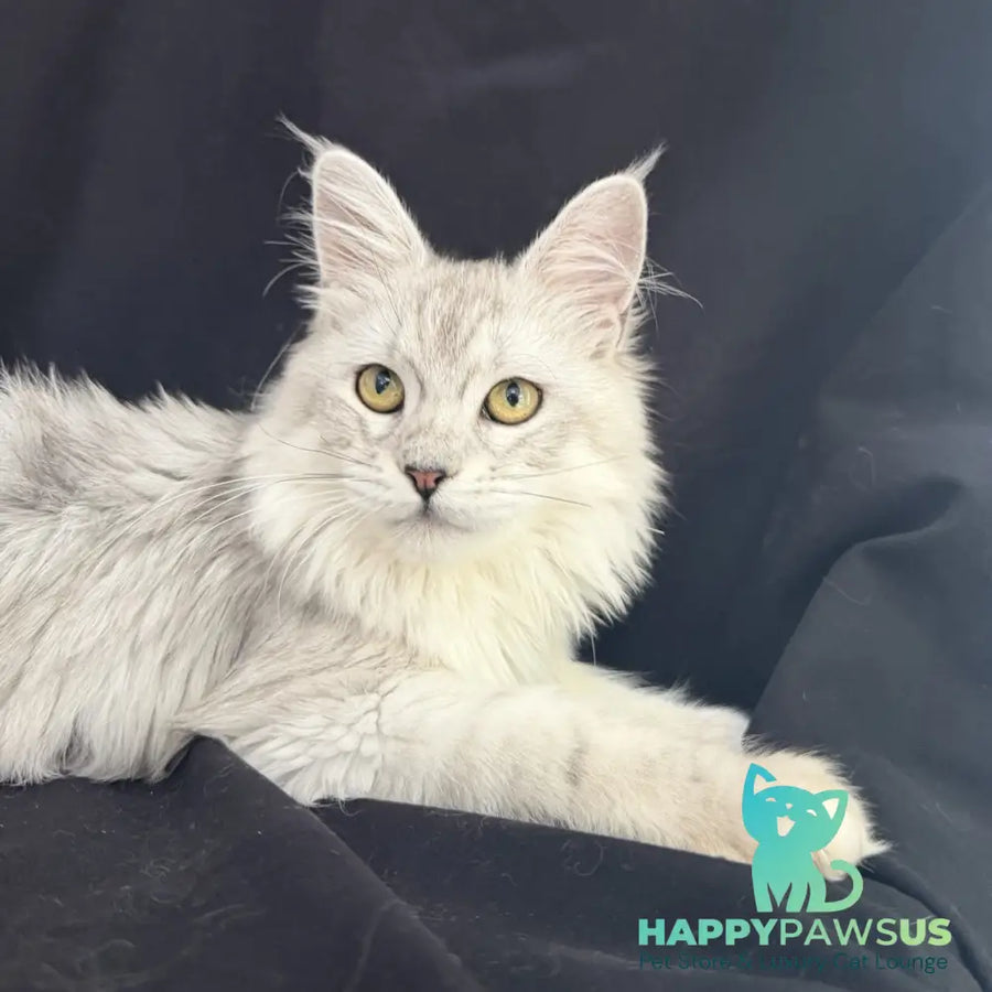 Xiolina Maine Coon female black silver shaded - live animals