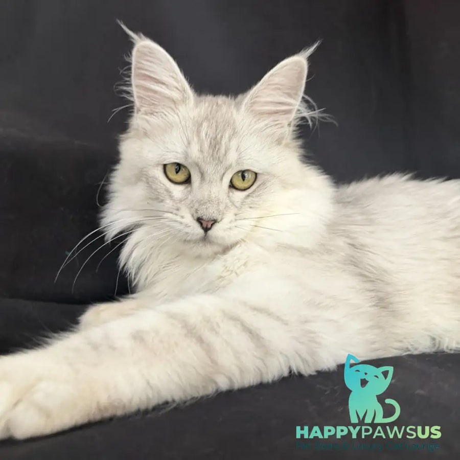 Xiolina Maine Coon female black silver shaded - live animals