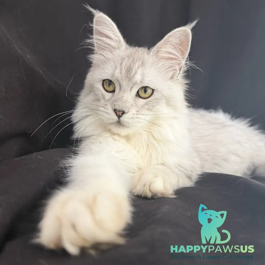 Xiolina Maine Coon female black silver shaded - live animals