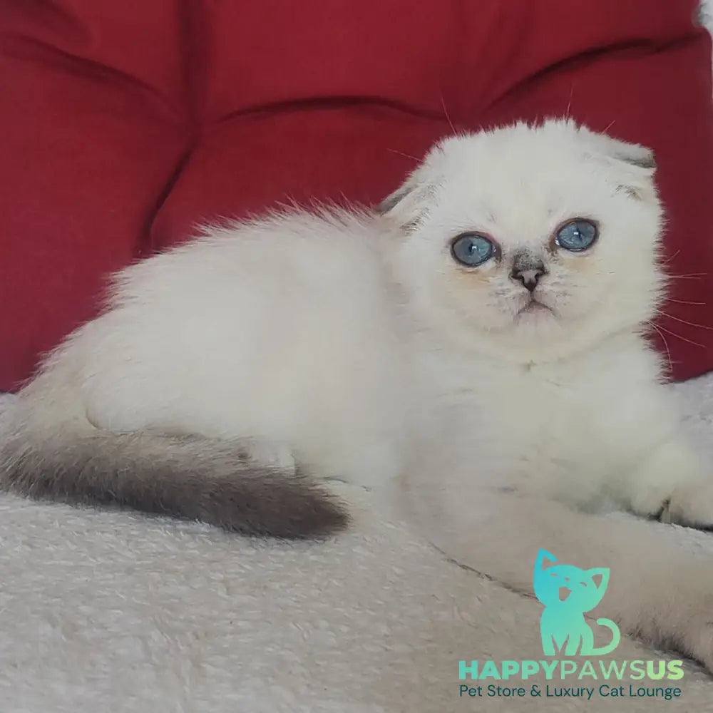 Xiomi Scottish Fold male blue silver ticked tabby - live animals