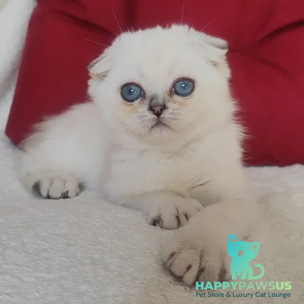 Xiomi Scottish Fold male blue silver ticked tabby - live animals