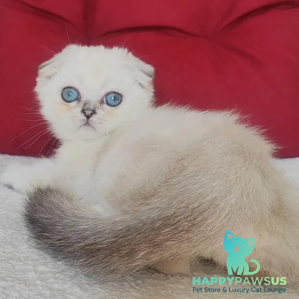 Xiomi Scottish Fold male blue silver ticked tabby - live animals