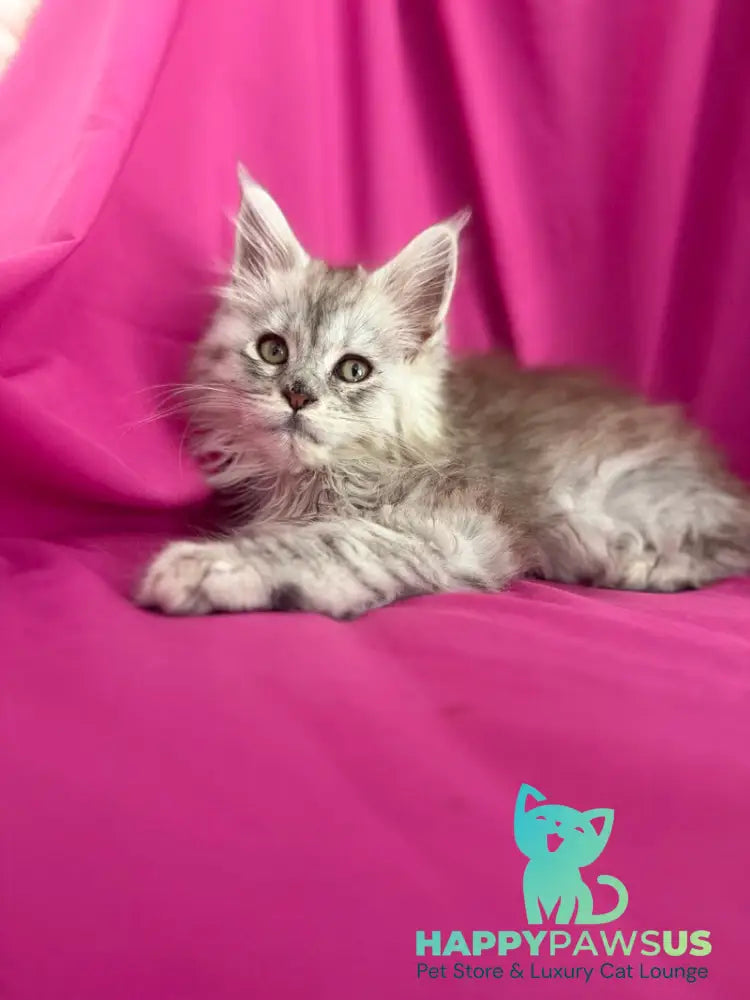 Xiona Maine Coon female black silver tabby - live animals
