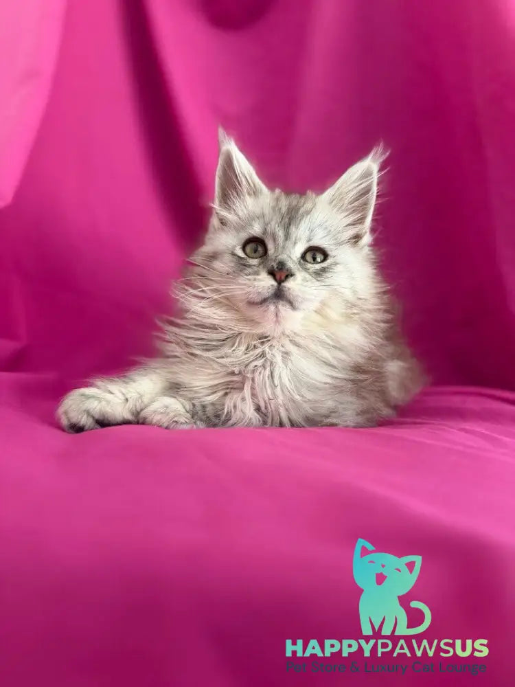 Xiona Maine Coon female black silver tabby - live animals