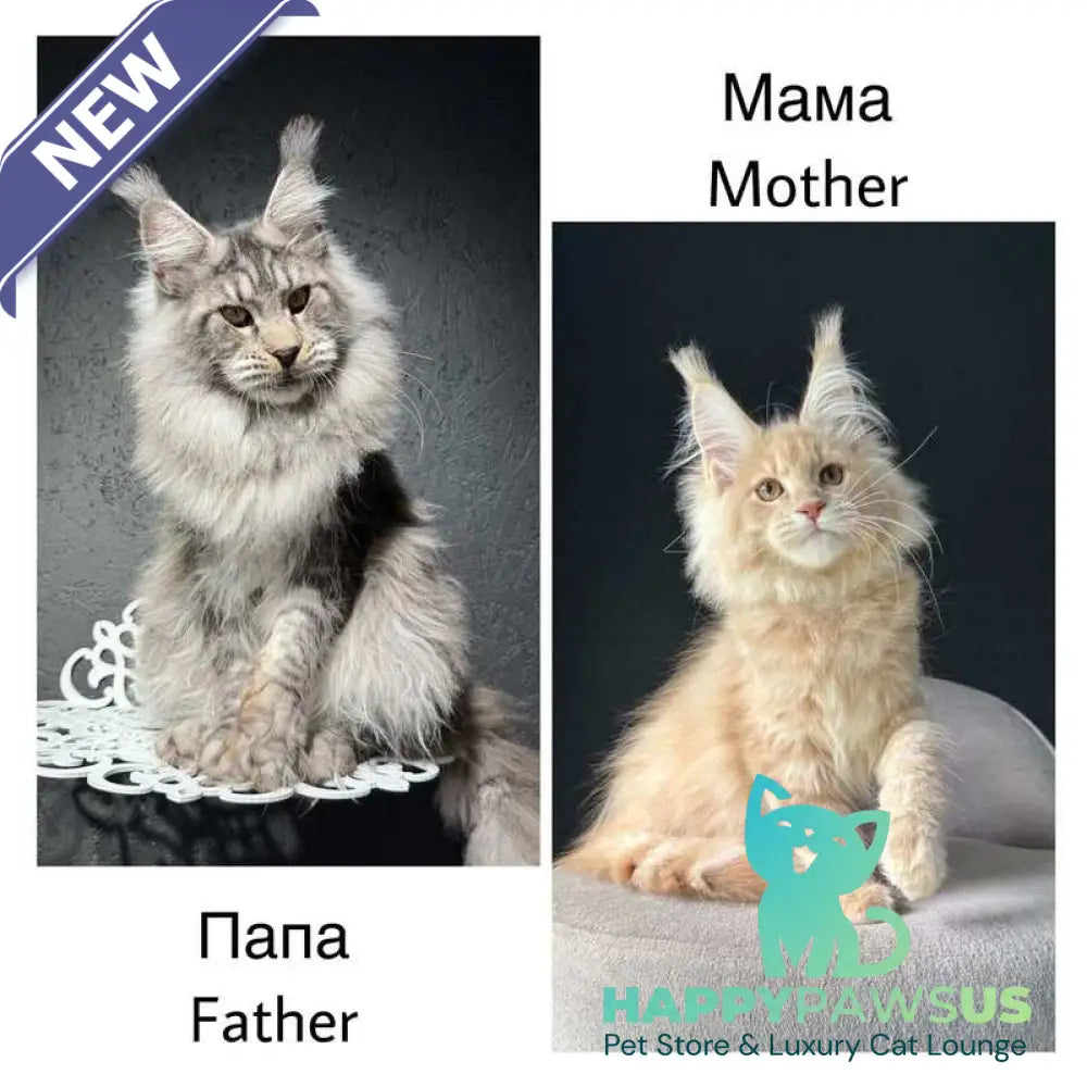Xipil Maine Coon male cream silver tabby - live animals