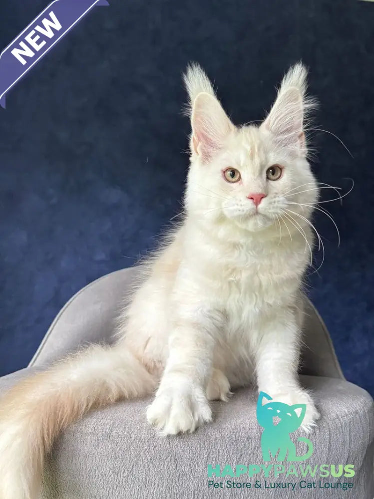 Xipil Maine Coon male cream silver tabby - live animals