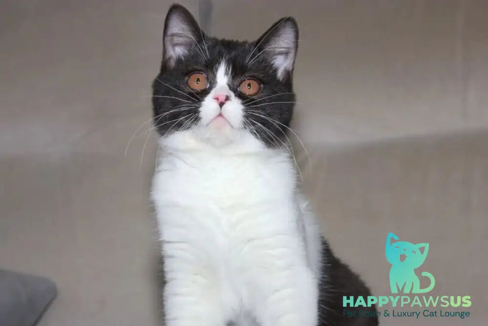 Xloya British Shorthair female black bicolour - live animals