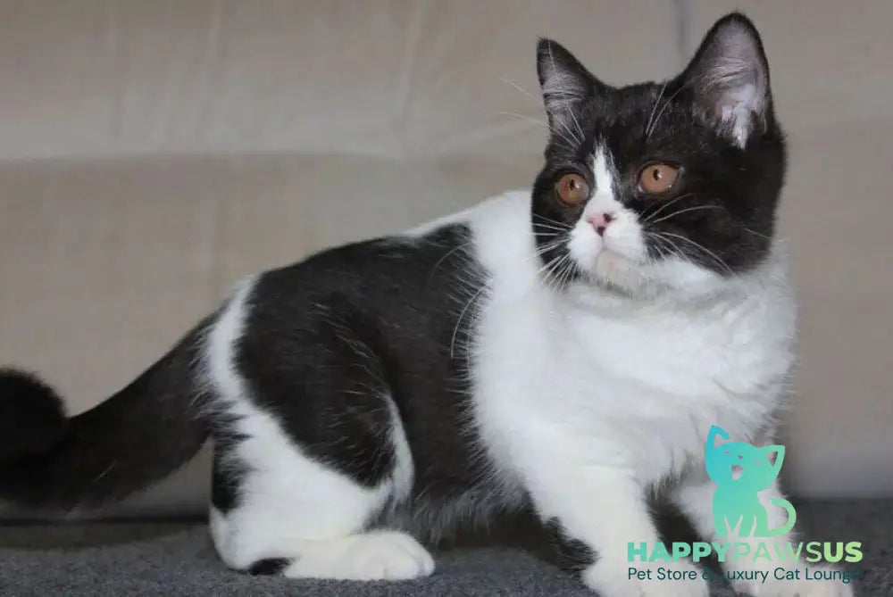 Xloya British Shorthair female black bicolour - live animals