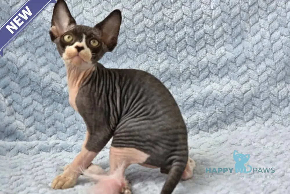 Xman Devon Rex male black bicolour live animals