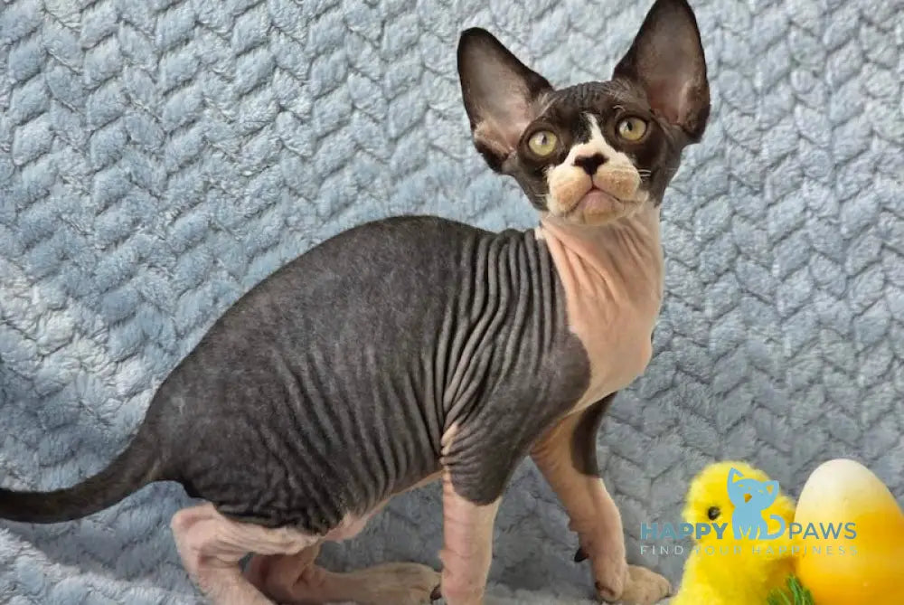 Xman Devon Rex male black bicolour live animals