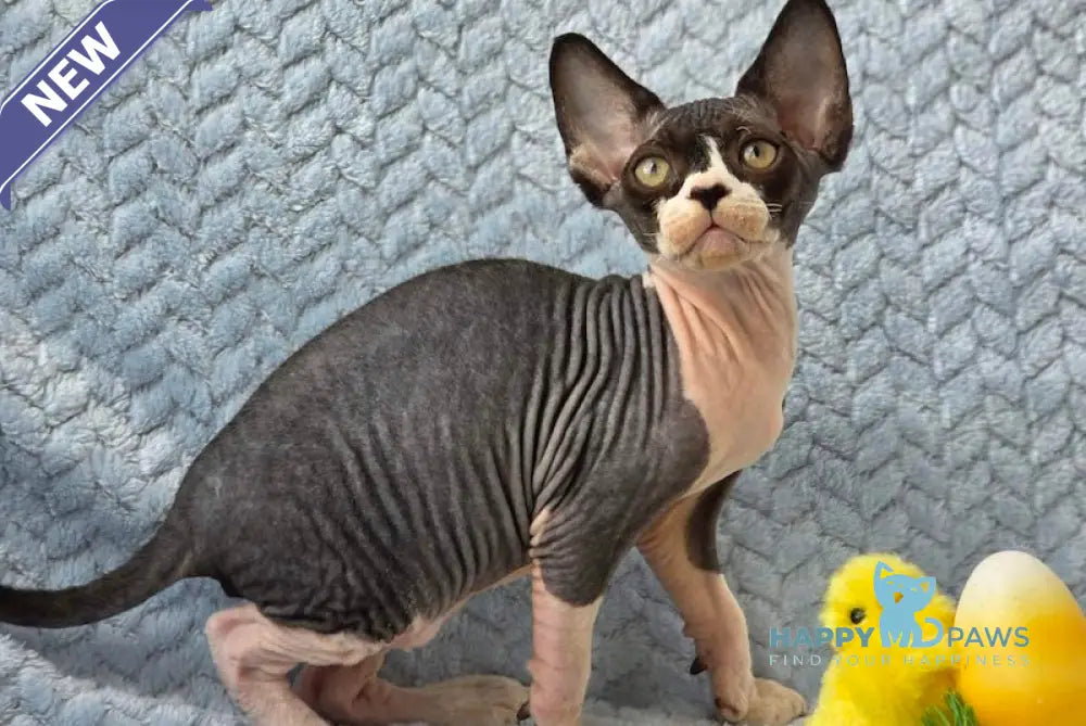Xman Devon Rex male black bicolour live animals
