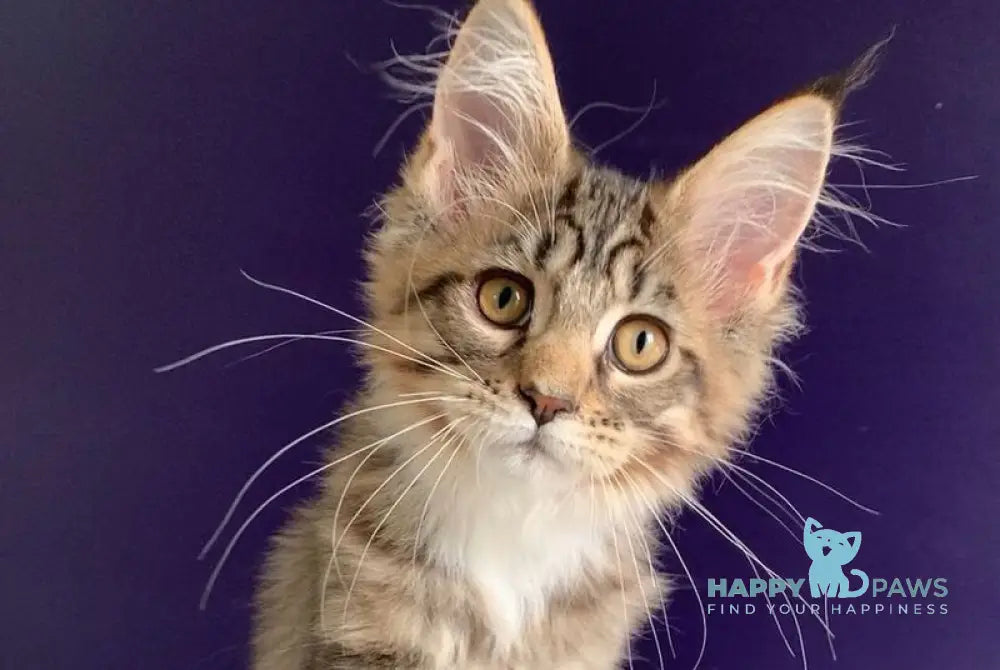 Xoco Maine Coon polydactyl female black tabby with white live animals