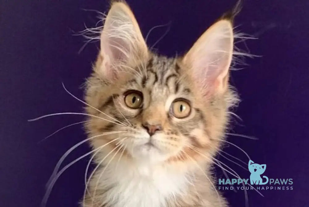 Xoco Maine Coon polydactyl female black tabby with white live animals