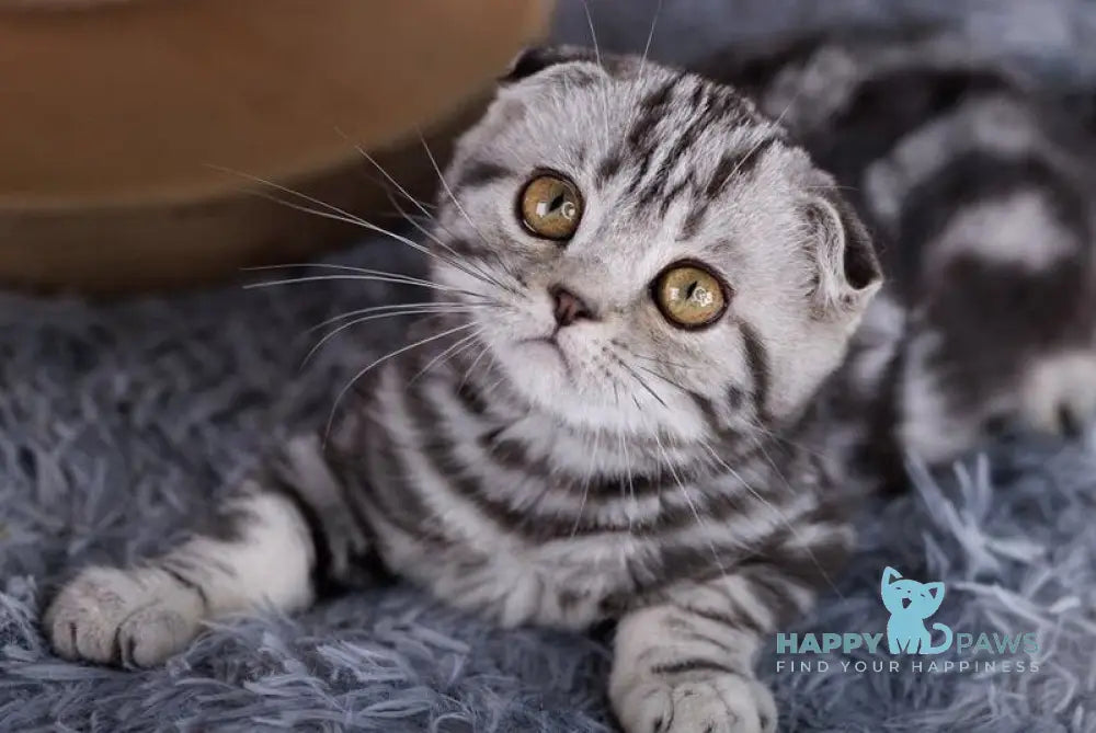 Xora Scottish Fold female black silver tabby live animals