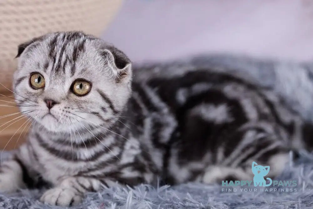 Xora Scottish Fold female black silver tabby live animals