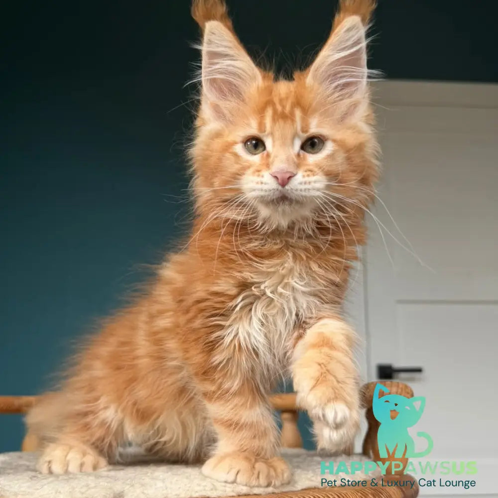 Xtreem Maine Coon polydactyl 6x6x6x6 male red tabby - live animals