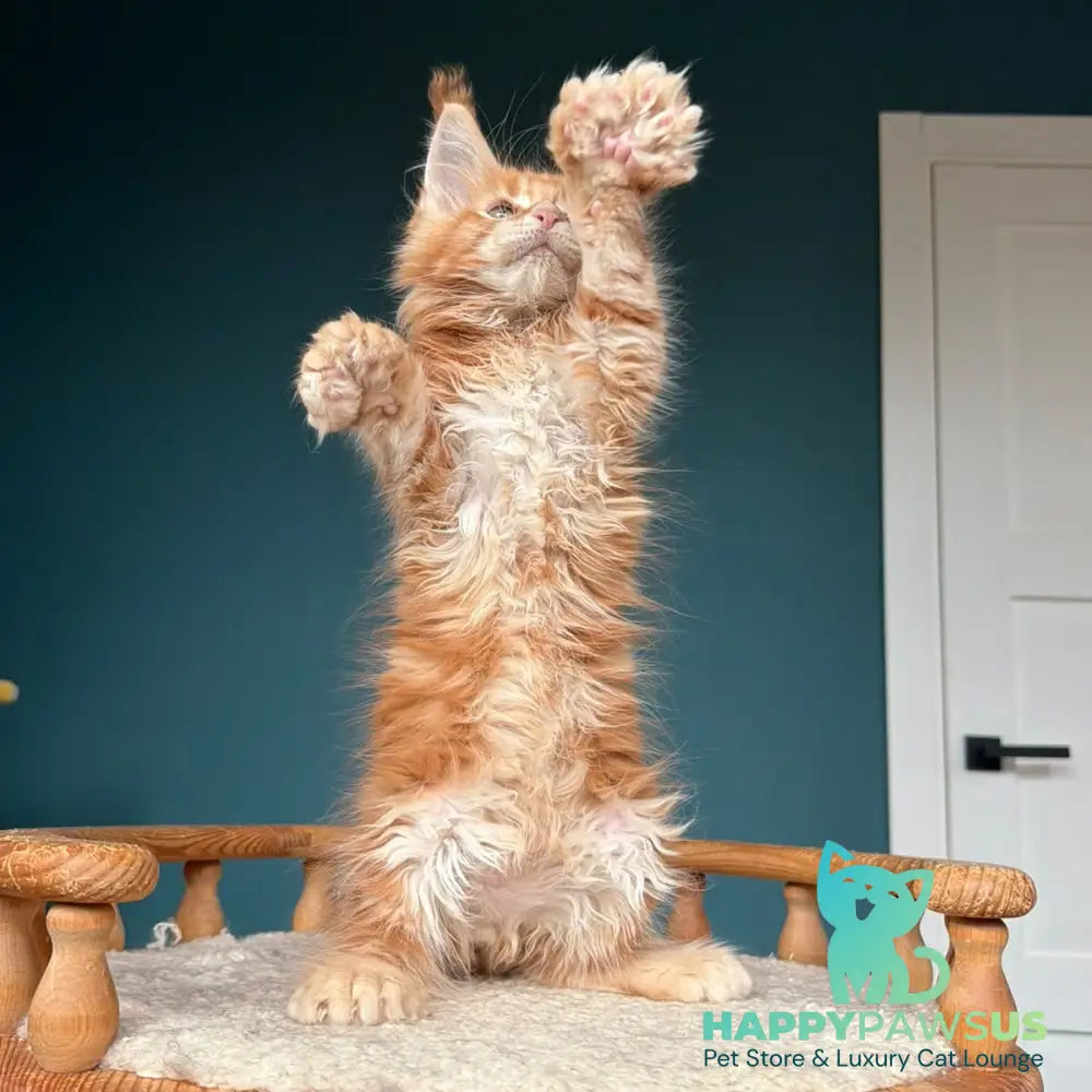 Xtreem Maine Coon polydactyl 6x6x6x6 male red tabby - live animals