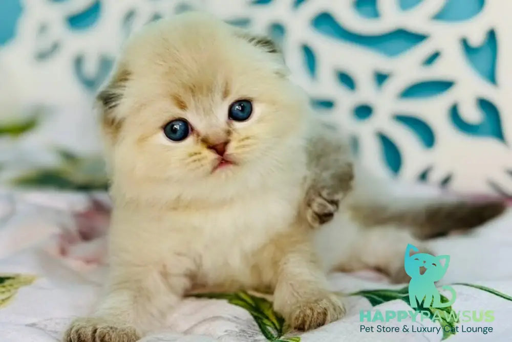 Xtreme Scottish Fold male chocolate pointed bicolour - live animals
