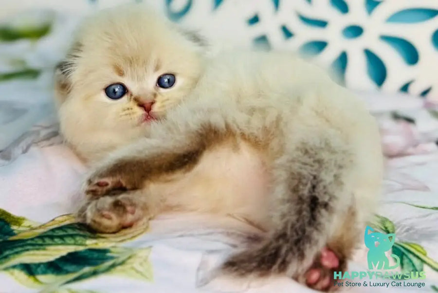 Xtreme Scottish Fold male chocolate pointed bicolour - live animals