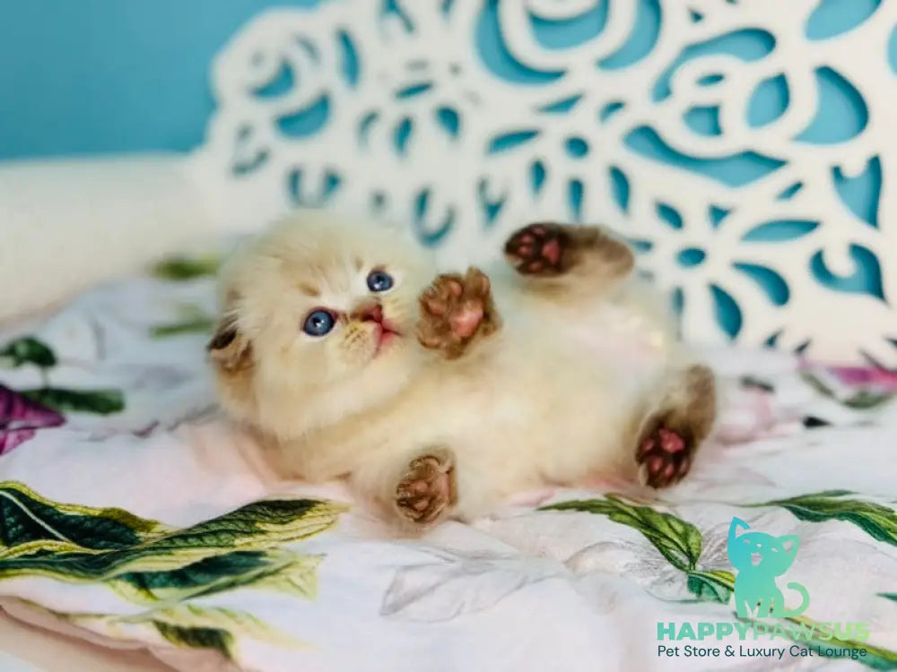 Xtreme Scottish Fold male chocolate pointed bicolour - live animals