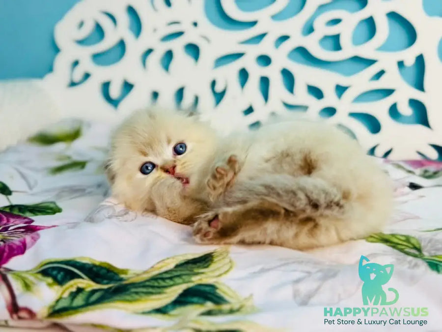 Xtreme Scottish Fold male chocolate pointed bicolour - live animals