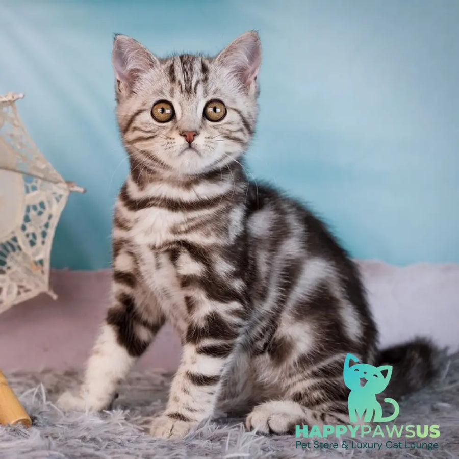 Xtreme Scottish Straight male black silver tabby - live animals