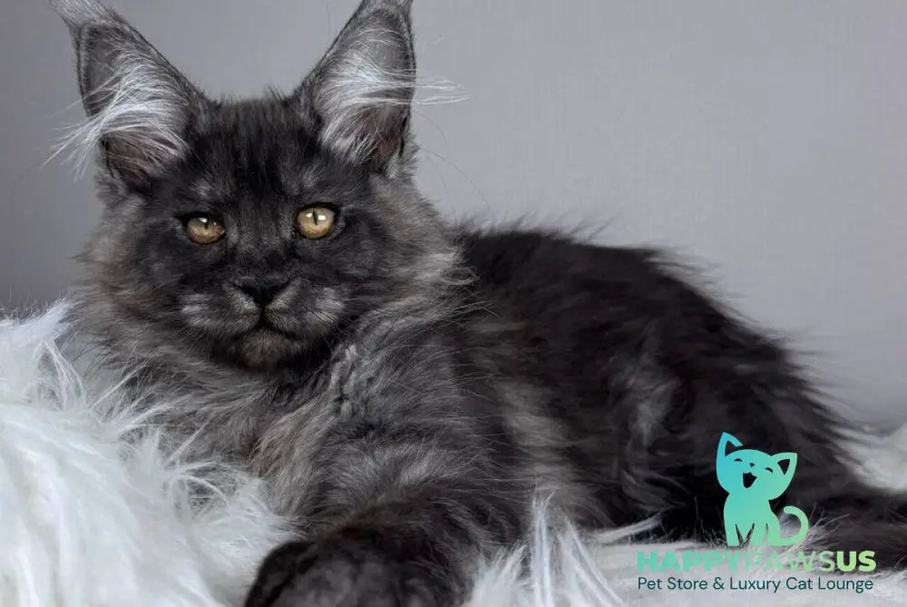 Xunya Maine Coon female black silver - live animals