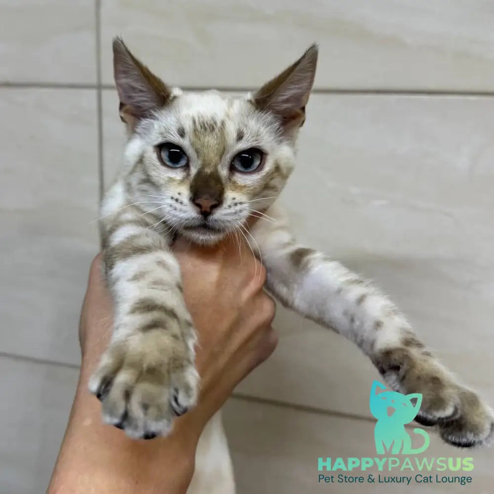 Xuri Bengal female black spotted tabby pointed - live animals