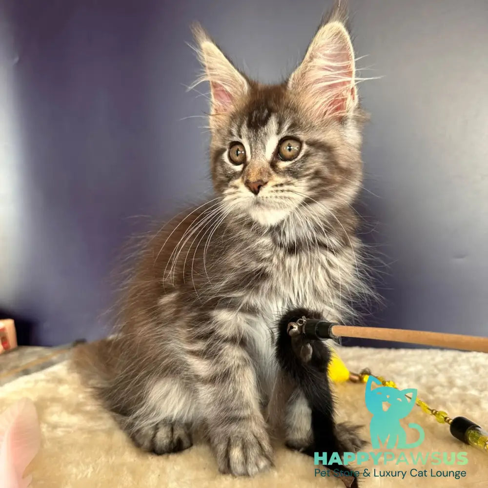 Xzena Maine Coon female black tortie silver tabby - live animals