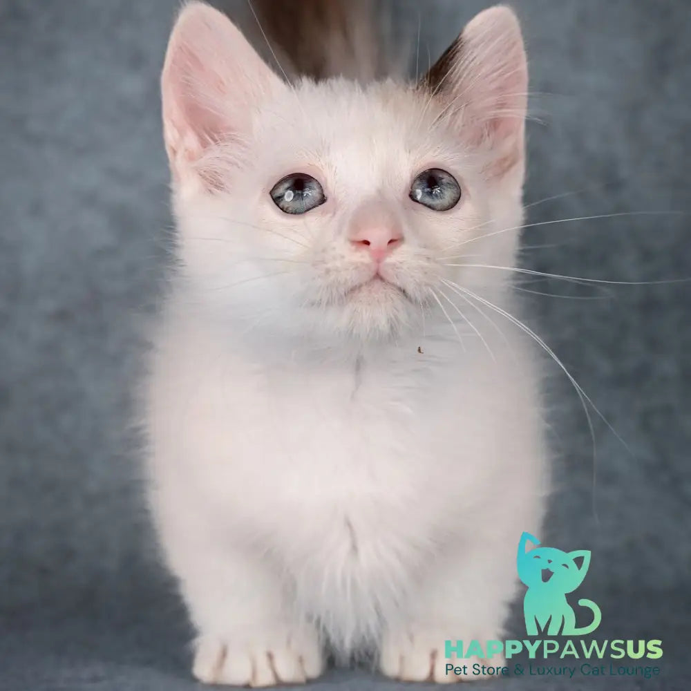 Y-Peter Munchkin male seal pointed van - live animals