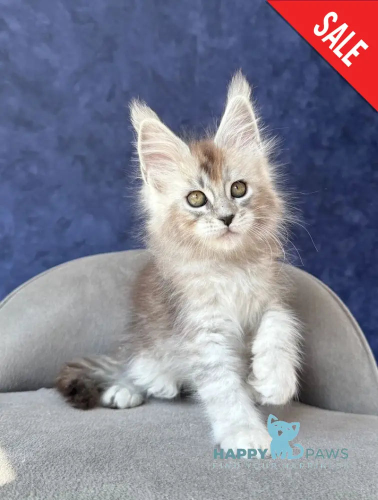 Yacaranda Maine Coon female black silver spotted tabby - live animals