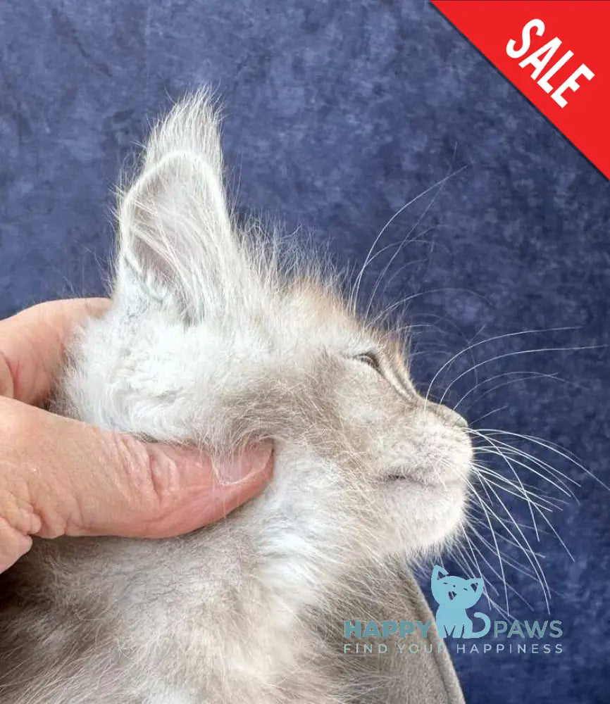 Yacaranda Maine Coon female black silver spotted tabby - live animals