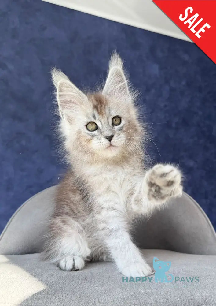 Yacaranda Maine Coon female black silver spotted tabby - live animals