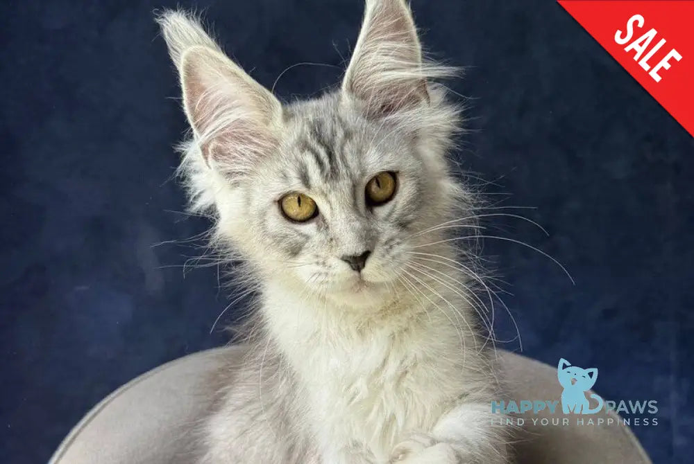 Yacaranda Maine Coon female black silver spotted tabby - live animals