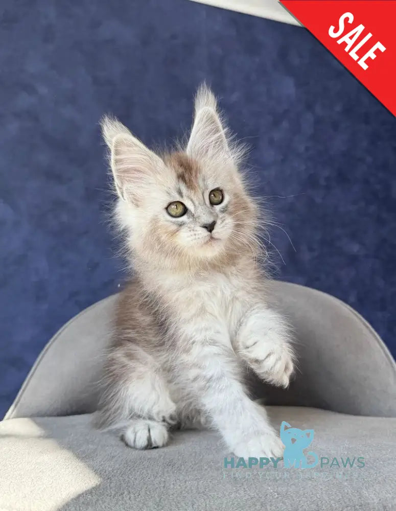 Yacaranda Maine Coon female black silver spotted tabby - live animals
