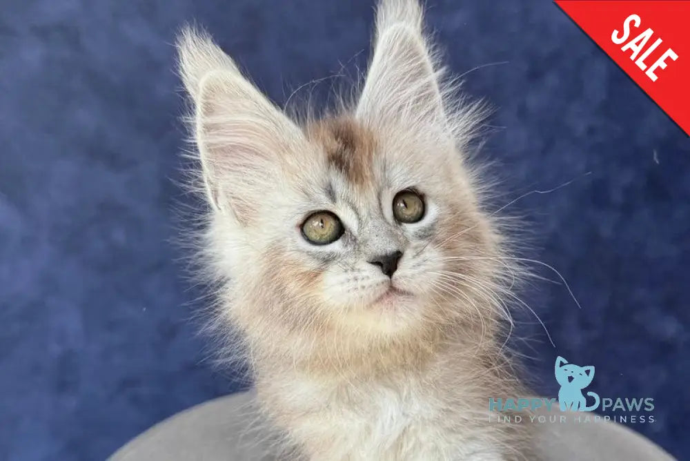 Yacaranda Maine Coon female black silver spotted tabby - live animals