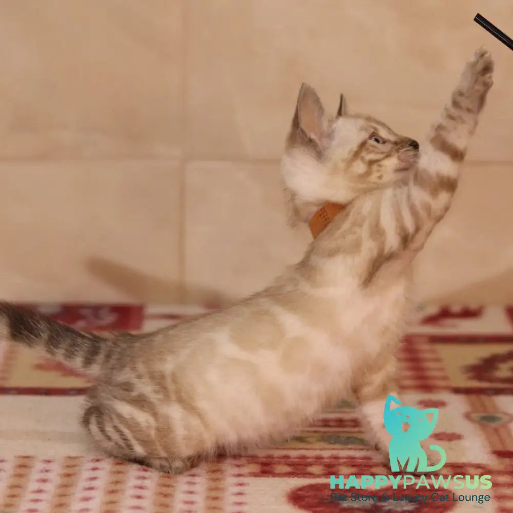 Yael Bengal male seal spotted tabby pointed - live animals